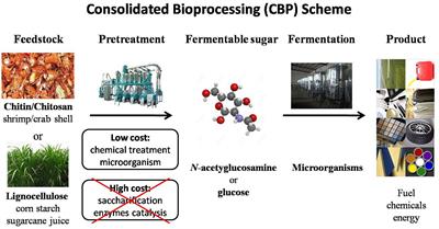 Challenges and Advances for Genetic Engineering of Non-model Bacteria and Uses in Consolidated Bioprocessing